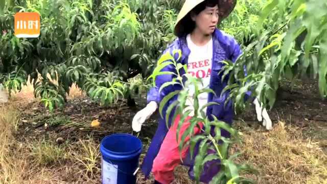 台风“烟花”将至,三门县桃农紧急抢收黄桃,目前还有9成桃子挂在树上不适合采摘