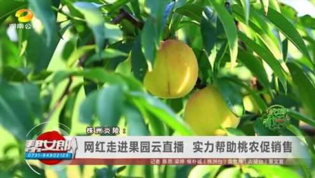 株洲炎陵:网红走进果园云直播 实力帮助桃农促销售