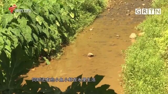 广州:高质量推进碧道建设,共享城市生态“水环境”|城事特搜