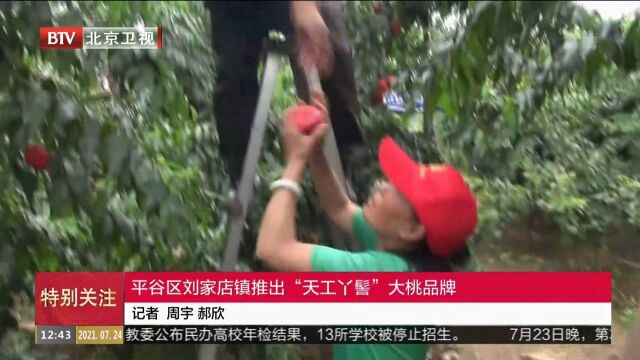 平谷区刘家店镇推出“天工丫髻”大桃品牌