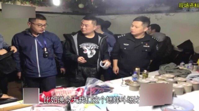 “蟋蟀赌场”的幕后老板落网后,面对警方质问,供述蟋蟀赌博全程