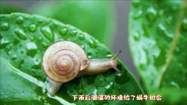 雨后的小蜗牛被拍了!!