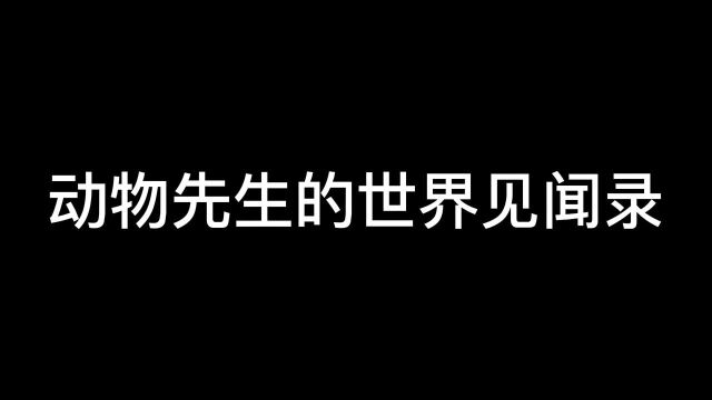 原生生物之一藻类,大自然净化,微生物食物来源