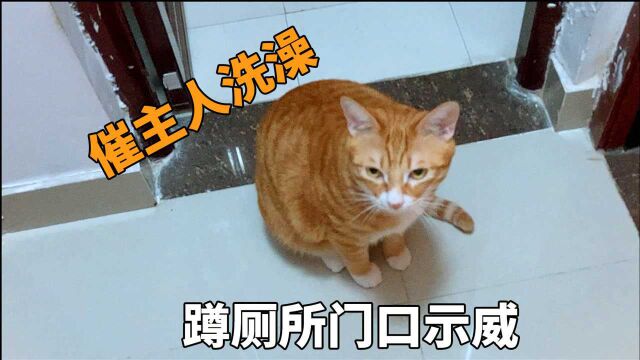 养了只保姆式的管家猫,会催主人洗澡、睡觉,你们的猫也会这吗