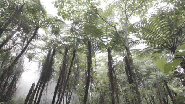 植物界的活化石!航拍云南墨江中华桫椤种群,数量达10万余株