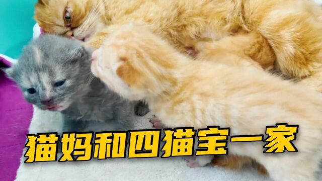 猫妈和四猫宝一家