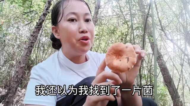 凉山妹子在浙江大山里捡野生菌,毒菌和枞树菌长得太像,妹子一招辨别