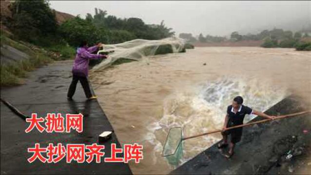 河道泄洪鱼群蜂拥而上,村民拿着抄网抛网齐上阵,看能收获多少鱼