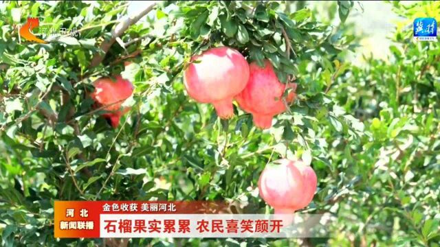 【金色收获 美丽河北】石榴果实累累 农民喜笑颜开