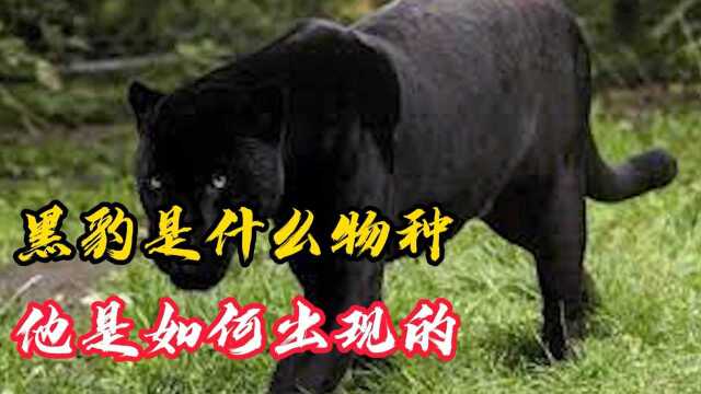 黑豹是什么物种,它是如何出现的?看完解开你多年困惑!#知识ˆ’知识抢先知#