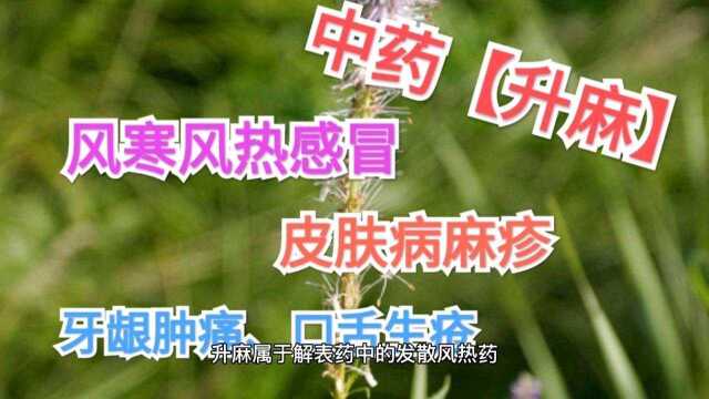 每天一味中药【升麻】