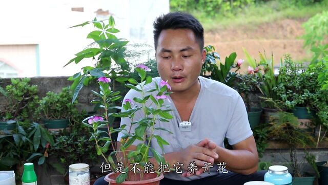 长春花留心3点,四季开花源源不断不停歇