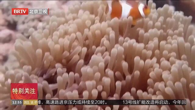 研究显示:全球珊瑚10年间减少14%