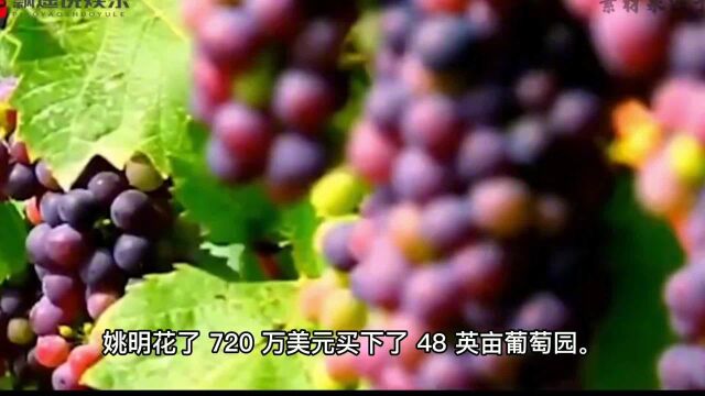 姚明十年前720万美元买的酒庄,如今只是冰山一角!