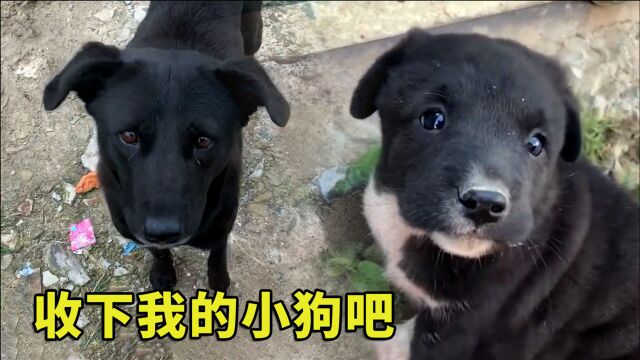 幼犬接连离世后,狗妈妈为了给小狗找好归宿,主动带人类去看孩子