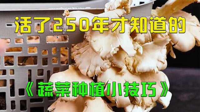 活了250年才知道的几个蔬菜种植小技巧,学会种小猪都没问题!!!