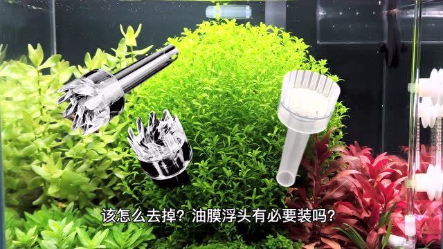 鱼缸油膜产生原因及处理方法,除油膜浮头有必要安装吗?