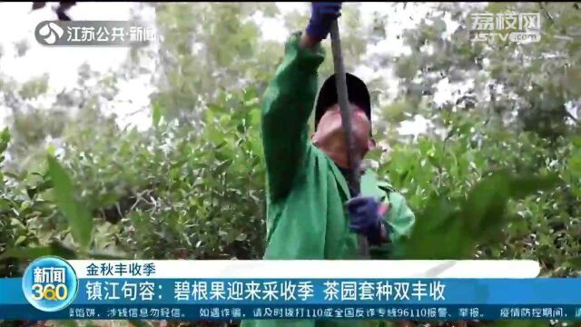 镇江句容:碧根果树套种茶园 “错时”采茶采果双丰收