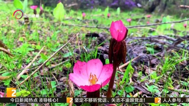 高山峡谷间的“花仙子”——桃儿七