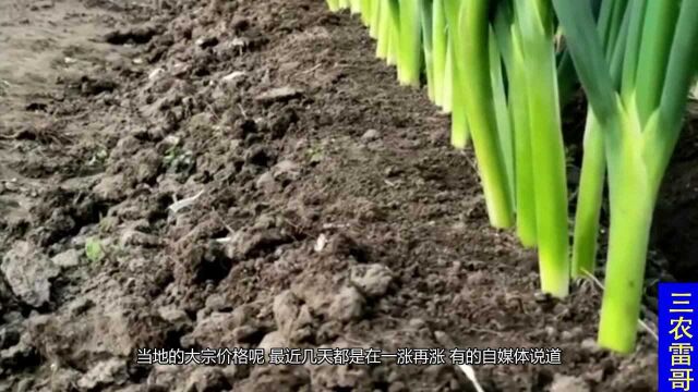 河南大葱“一涨再涨”,带大家去产地看看最新价格,看完别吃惊