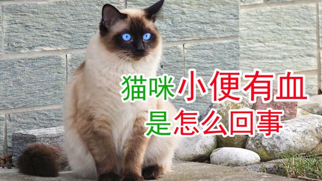 猫咪小便有血是怎么回事