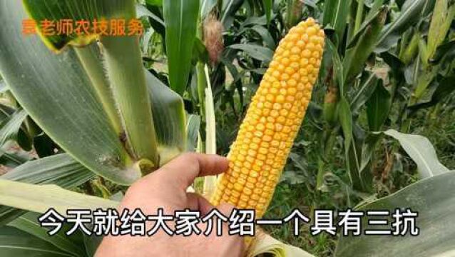 这个玉米品种,穗长达28厘米,最高亩产3000斤,适合哪里种植