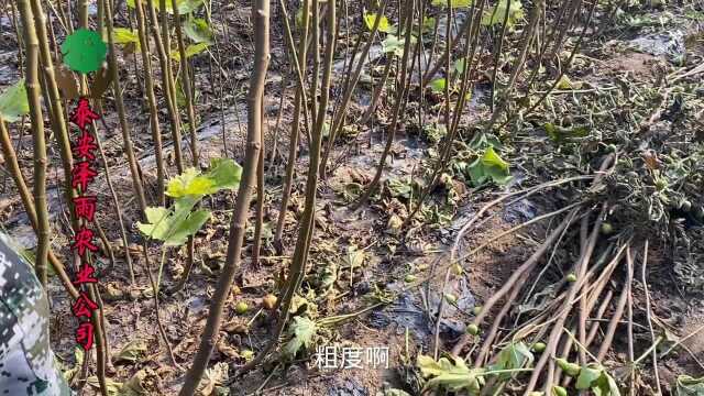 简介芭劳奈无花果树苗的品种特性 2公分芭劳奈无花果苗销售价格