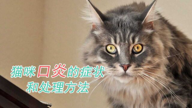 猫咪口炎的症状和处理方法