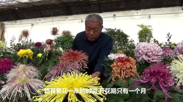 山东大叔37年养40万盆菊花,5次获菊王称号菊花开得比篮球大