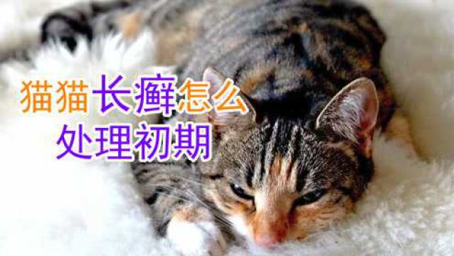 猫猫长癣怎么处理初期