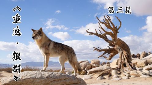 藏獒拜7月小狼做大哥，大哥被欺负，召集兄弟去报仇《重返狼群》