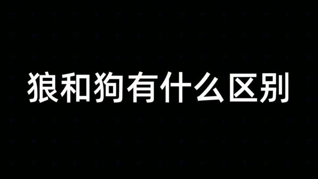 狼可以驯成狗狼和狗有什么区别看看大叔如何和狼相处