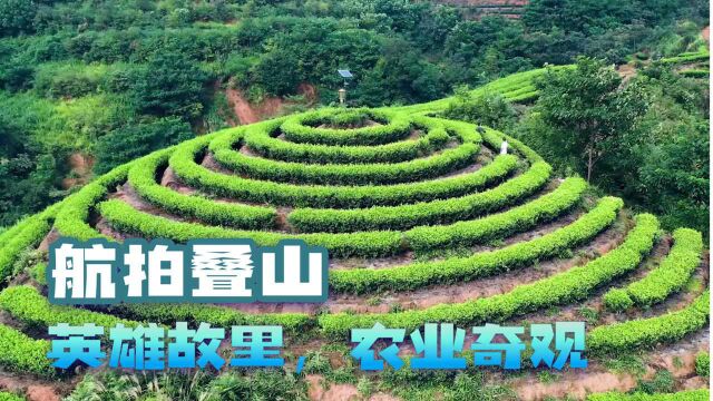 航拍叠山:英雄故里,农业奇观,岩茶茶园一层一层,如大地指纹