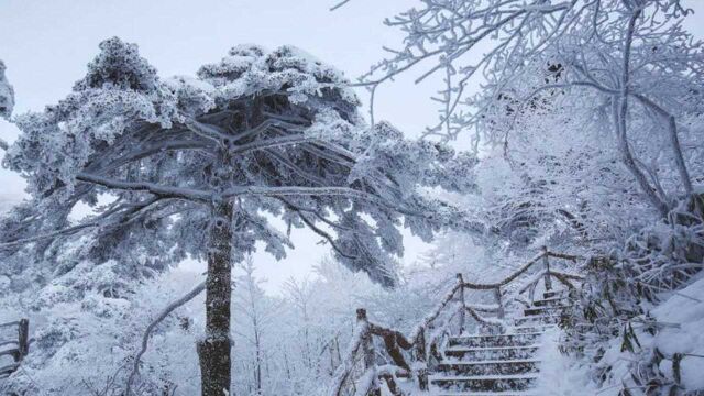 黄山白了:五百里黄山化身壮美冰雪世界