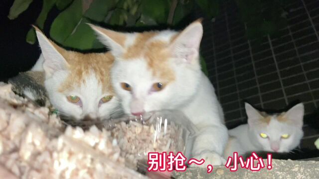 流浪猫偷偷生下孩子,几个月才带出来见人,七只猫争饭吃太激烈