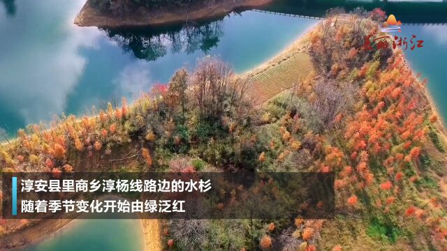 千岛湖碧水之畔,由绿泛红的水杉,正在构成一幅美丽的生态图画