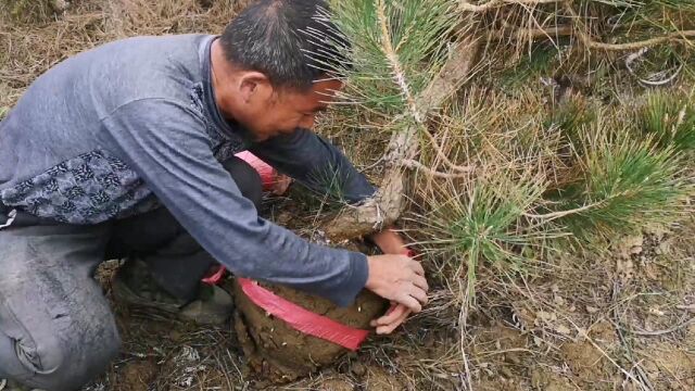 给客户发的五十棵黑松盆景素材,大家看看质量怎么样