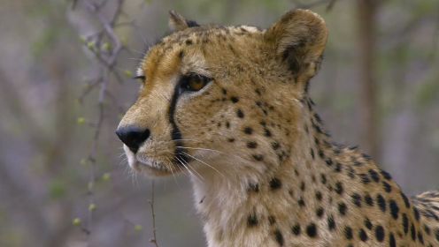 《非洲大猫》- 狮子、花豹和猎豹三种非洲大猫都有怎样的绝技？