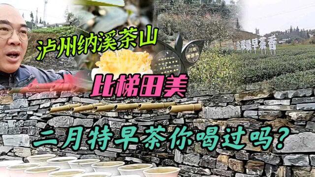 四川纳溪茶山风景堪比几大梯田,北纬28度的特早茶你喝个吗?