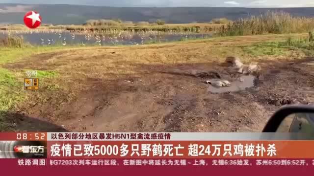 以色列部分地区暴发H5N1型禽流感疫情:疫情已致5000多只野鹤死亡 超24万只鸡被扑杀