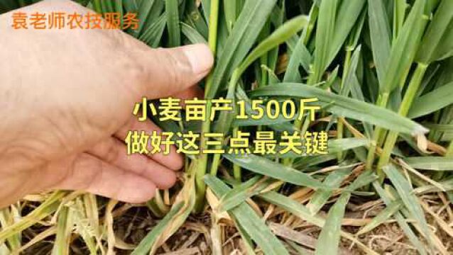 小麦要想获得高产,做好这三点最关键,亩产可达1500斤