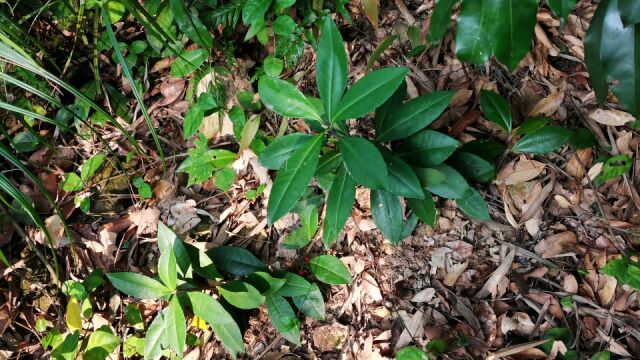 这种植物叫毛茎紫金牛,是一种中草药材,来视频认识一下