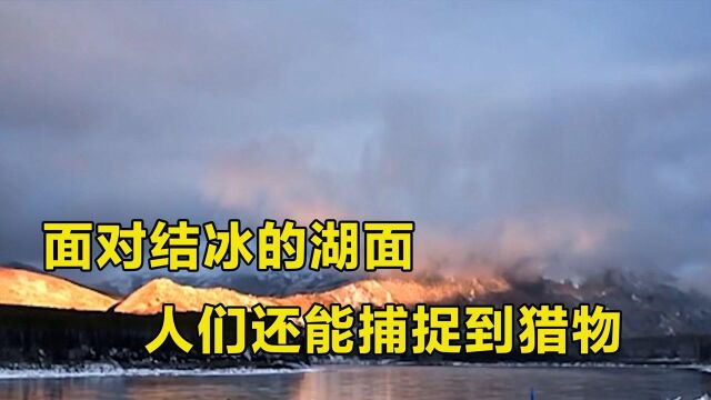 这个男人太拼了,在河面结冰前捕获60斤重的海狸,过程犹如开挂.