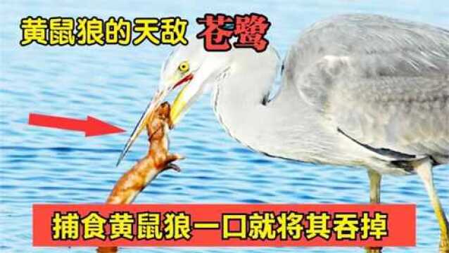 黄鼠狼的绝对天敌!吃黄鼠狼像嗦粉条?看看它如何猎杀黄鼠狼