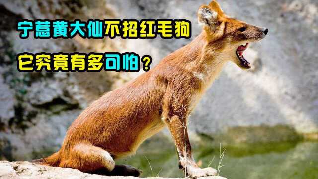 宁惹黄大仙,不招红毛狗,为啥红毛狗比黄大仙可怕?它究竟多厉害