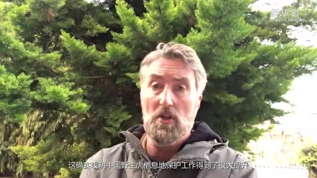 虎年说虎|WWF专家“云上”点赞中国野生虎保护成果