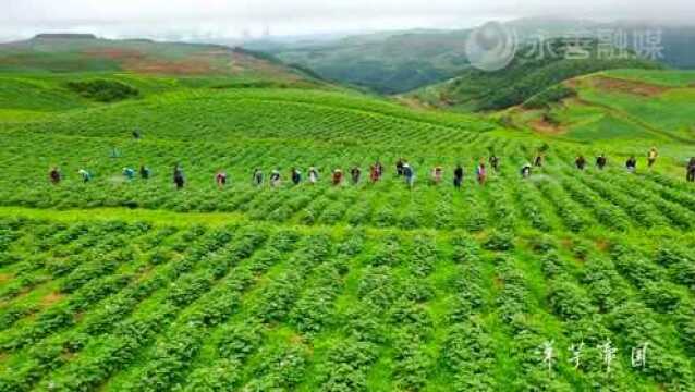 新春纳“桔”,永善佛滩社区沃柑飘香,等你来采!