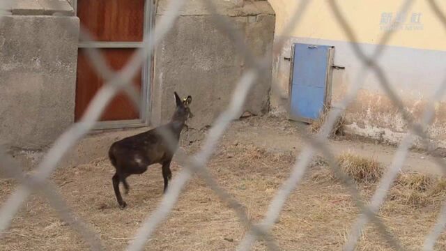 林麝养殖养出高原“致富香”