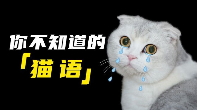 想要和喵星人做朋友?那一定要了解它们的语言!