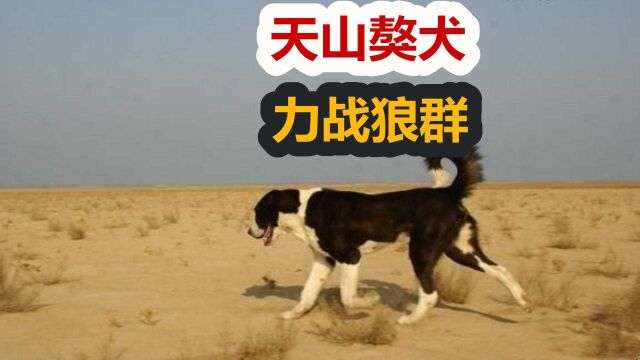 新疆巨型猛犬,天山獒犬又名哈萨克牧羊犬,能打退狼群